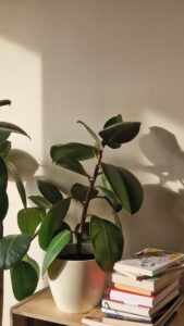 a plant in a pot